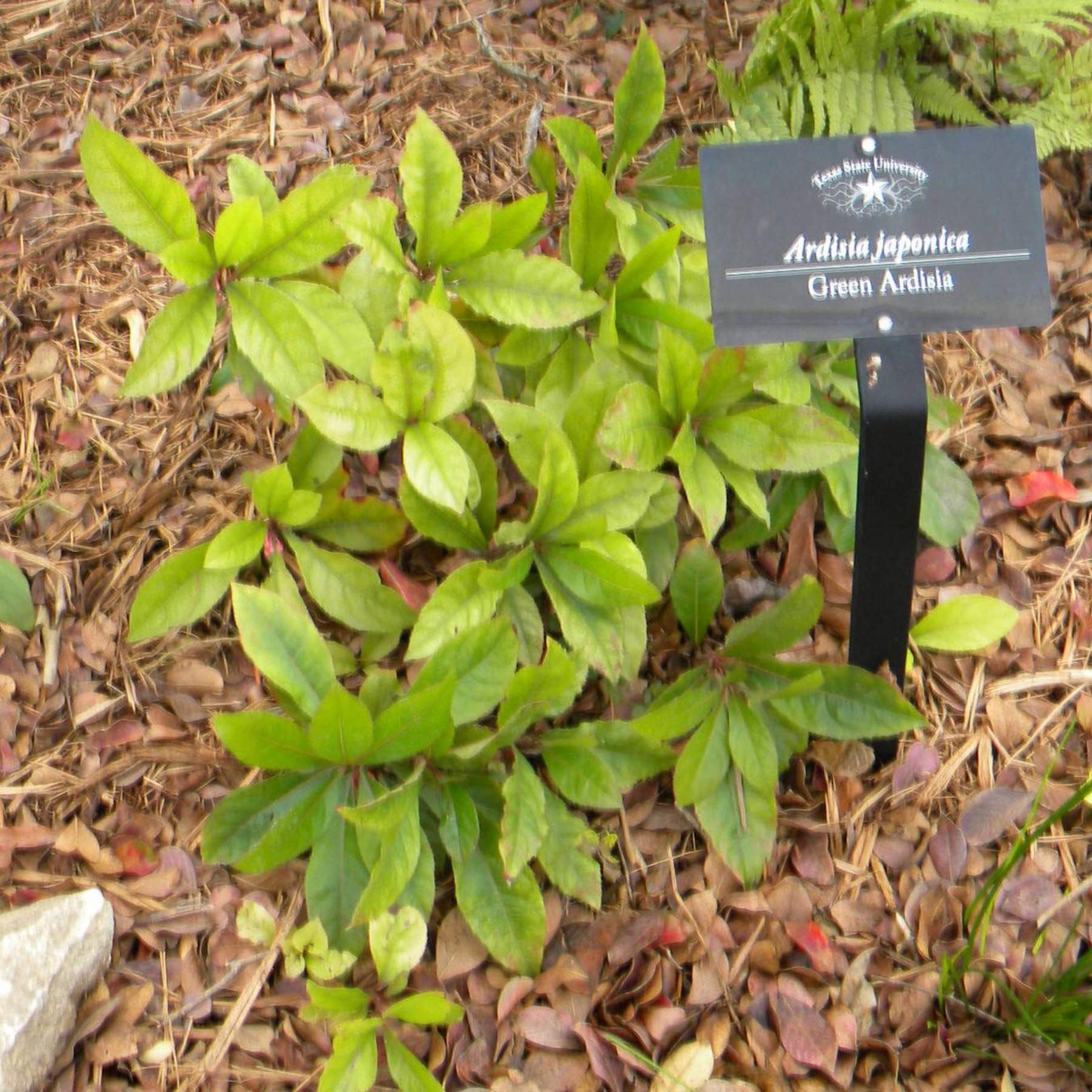 Ardisia japonica; Green Ardisia; Pleasant Street Garden