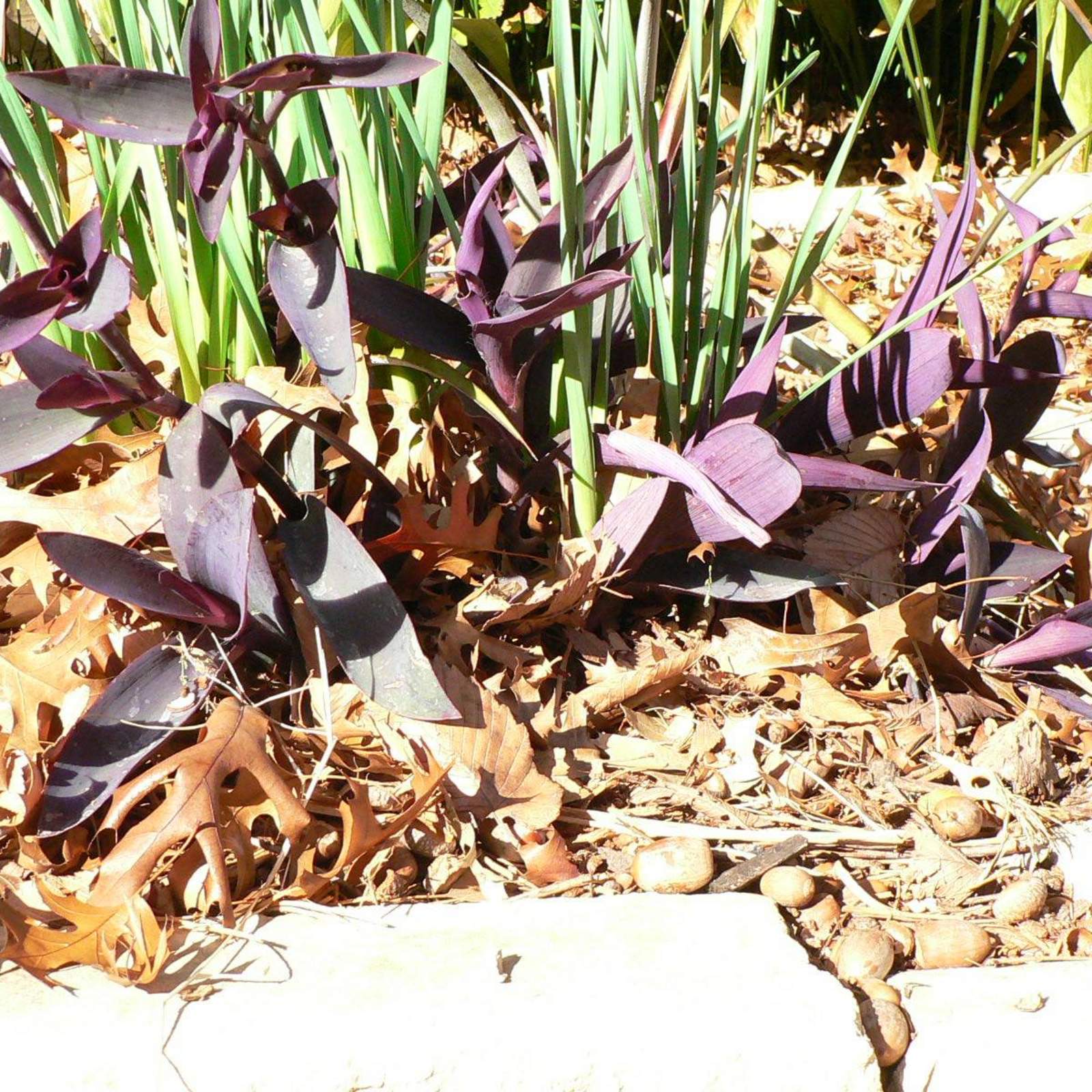 Tradescantia pallida; Purple Heart Vine; Shade Garden