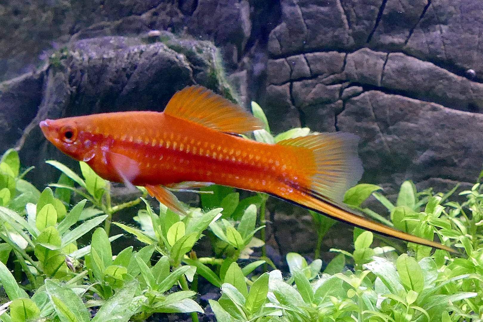 red male swordtail fish