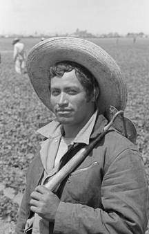 Photograph: Bracero in the field, © 1956 by Leonard Nadel