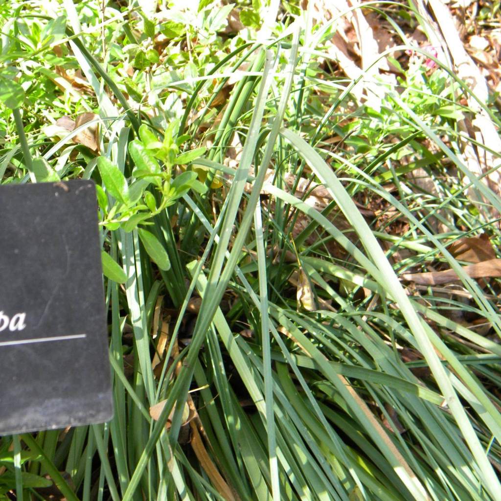 Xerophyllum tenax; Bear Grass; Pergola Garden