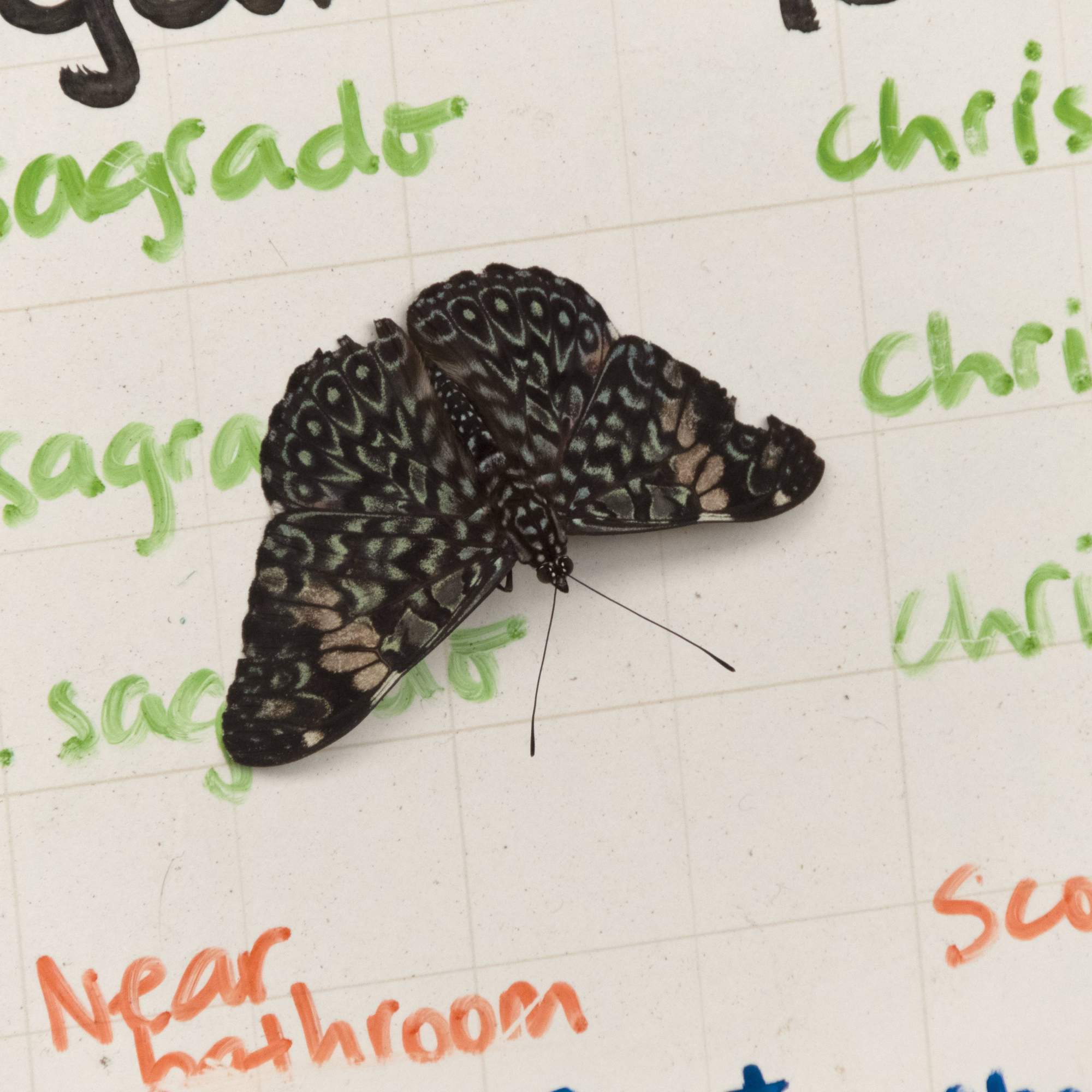 a dark spotted butterfly sits on a whiteboard of biology data