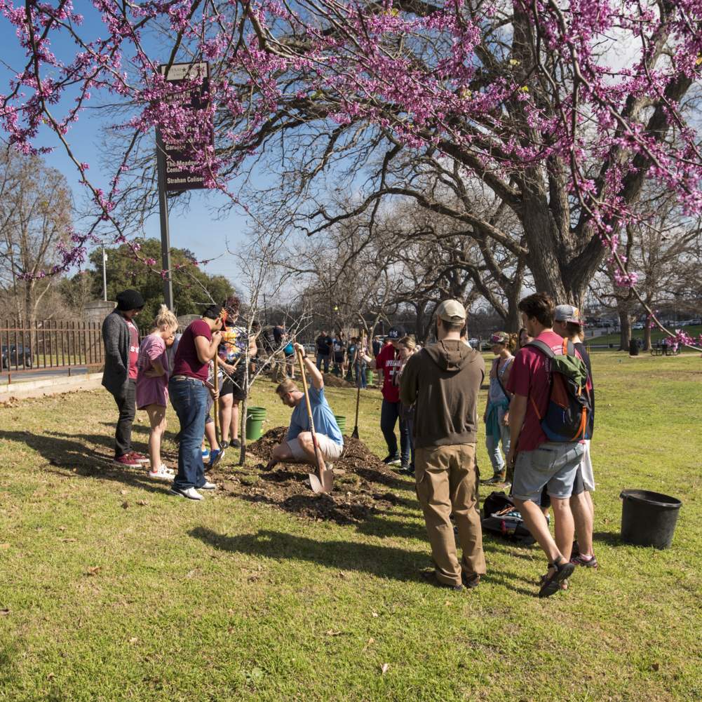 A group of people plant a tree under a blossoming crape myrtle.