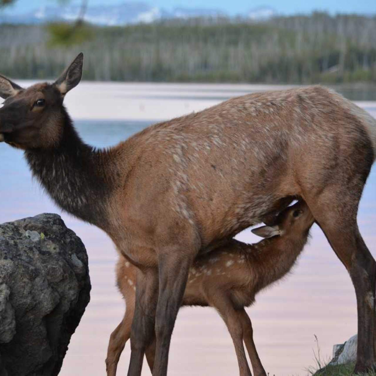 Elk cow with calf on Lake Yellowstone shore