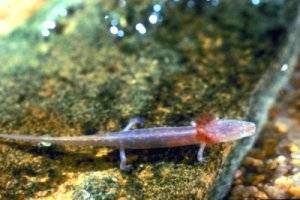 Barton Springs Salamander         USFW pic