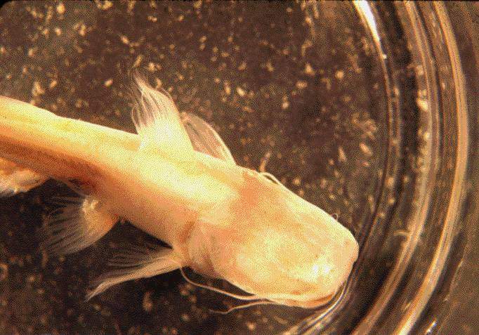 Widemouth Blind Catfish