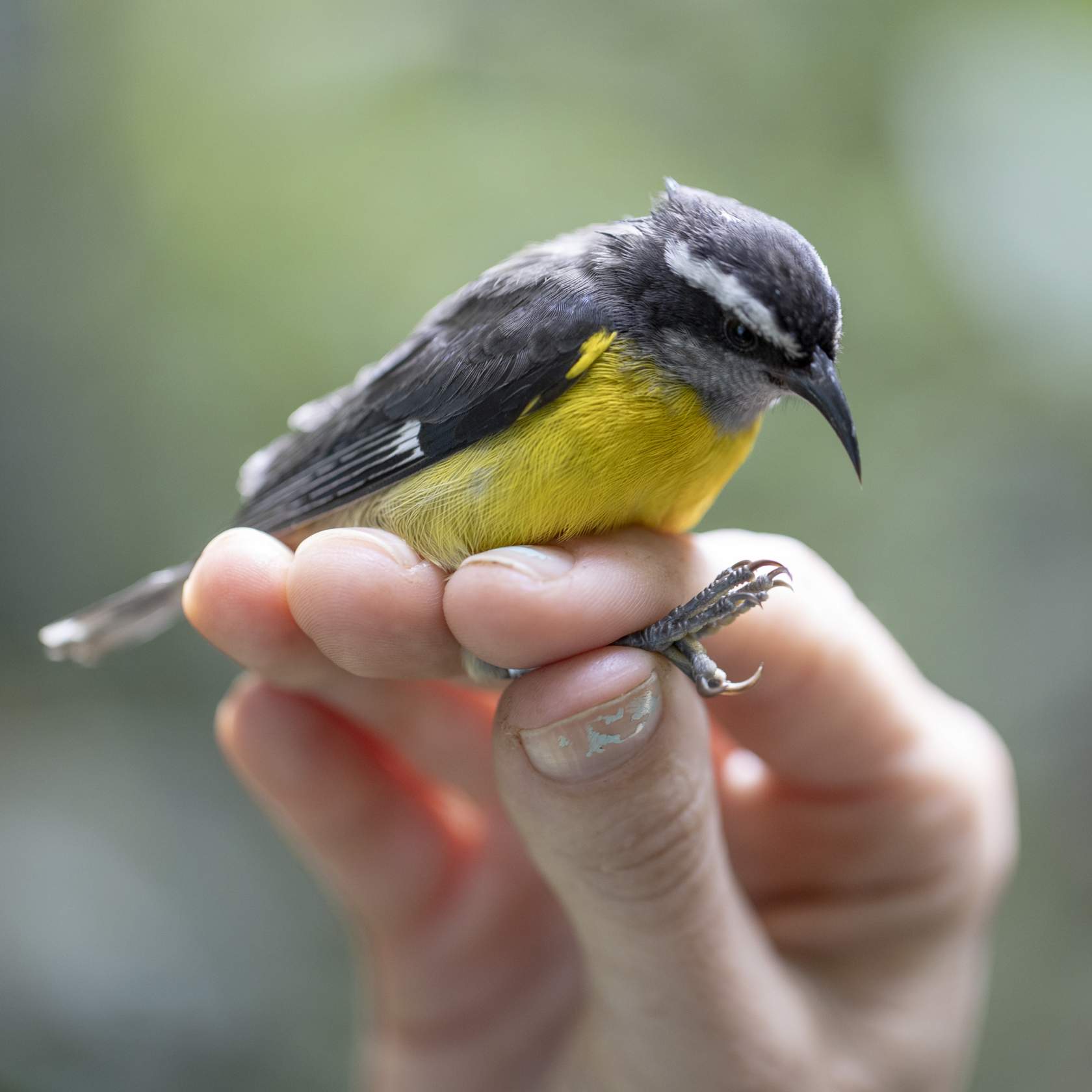 a small black and yellow bird held in a specialist's hand