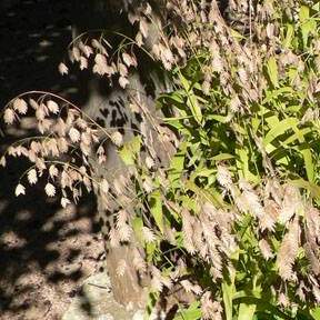 Chasmanthium latifolium; Inland Sea Oats; pleasant street garden