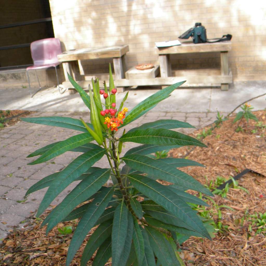 Asclepias curassavica; Mexican Milkweed; Pergola Garden