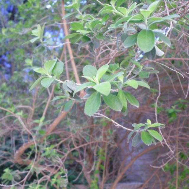 Leucanthum frutescens; Texas Sage; Pergola Garden