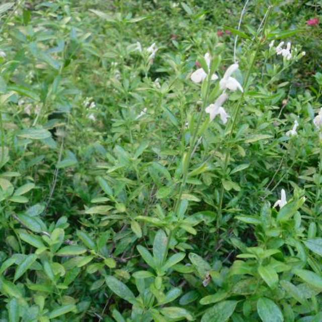 Salvia greggii 'White'; White Salvia; Pergola Garden
