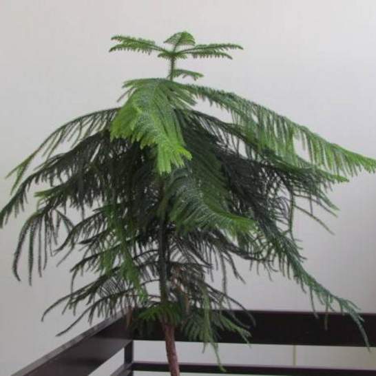 Araucaria heterophila (Norfolk Island Pine)