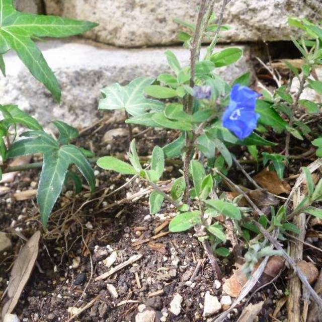 Evolvulus nuttallianus; Blue Daze; Pleasant Street Garden