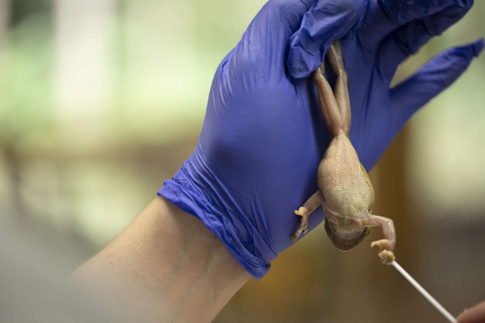 a gloved hand holds a frog upside down to swab its skin