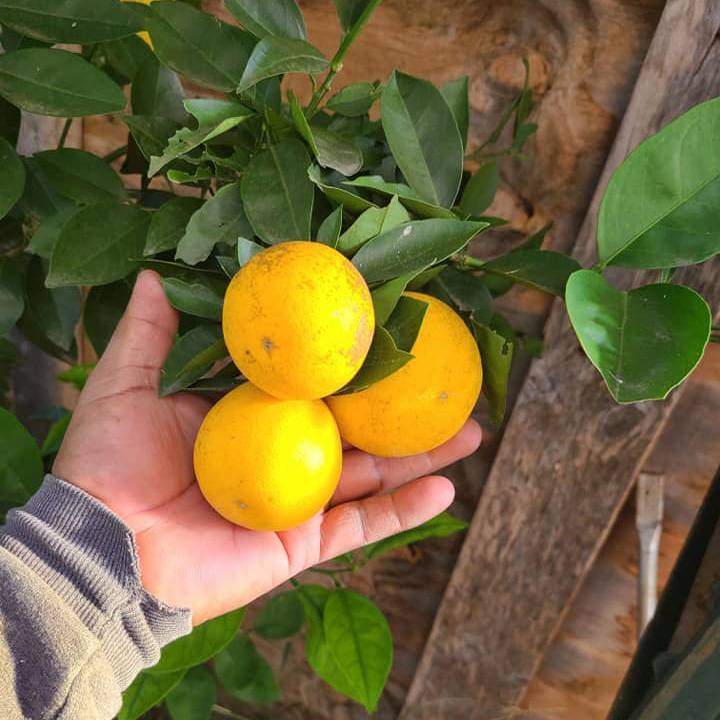 Hand holding oranges on tree
