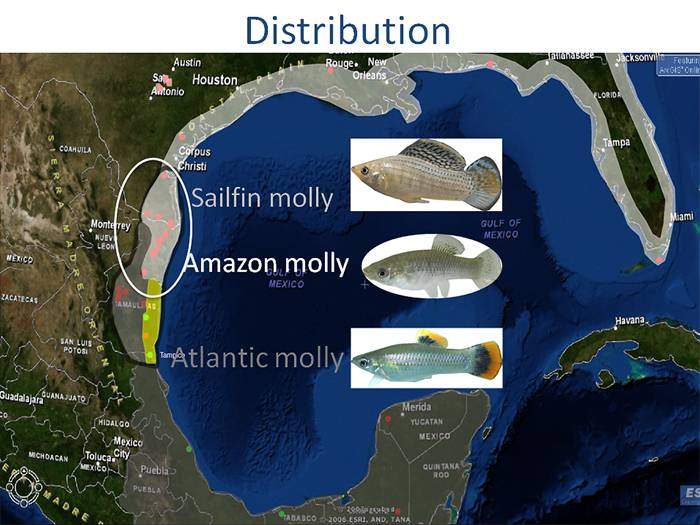 Amazon molly distribution