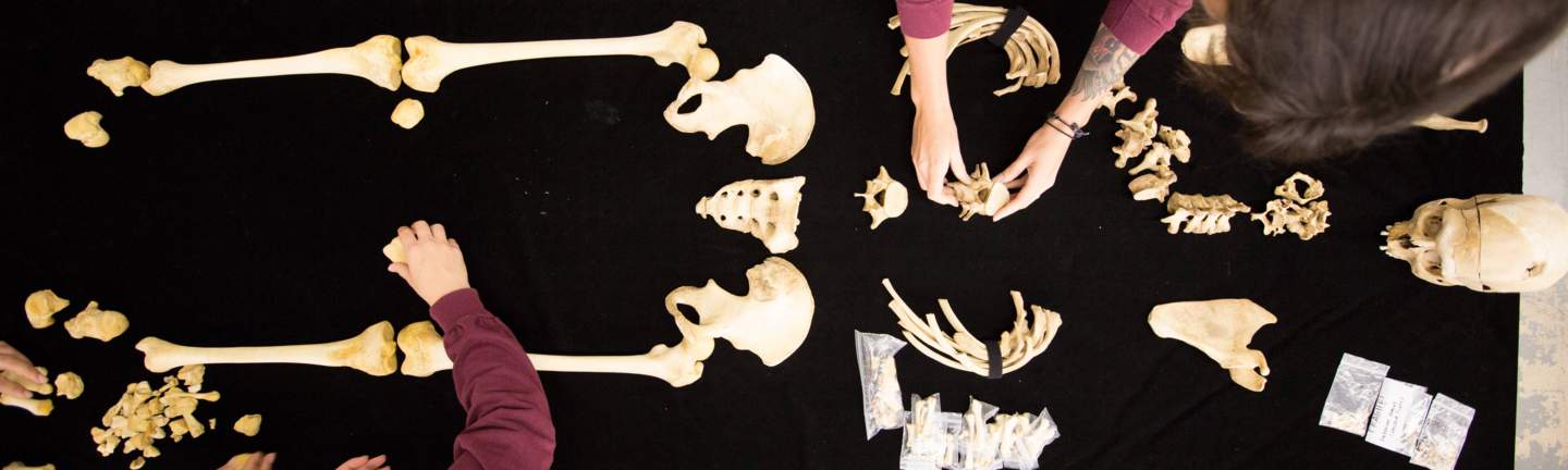 students arrange bone fragments on observation table.