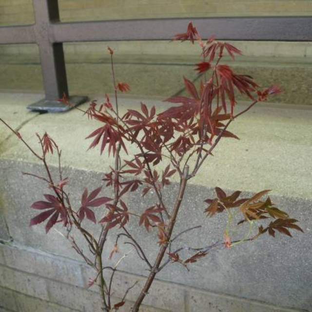 Acer palmatum; Japanese Maple; Pleasant Street Garden