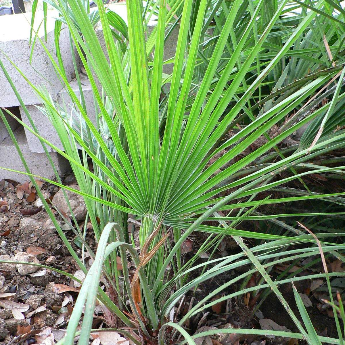 Chamaerops humilis; Mediterranean Fan Palm; Pleasant Street Garden