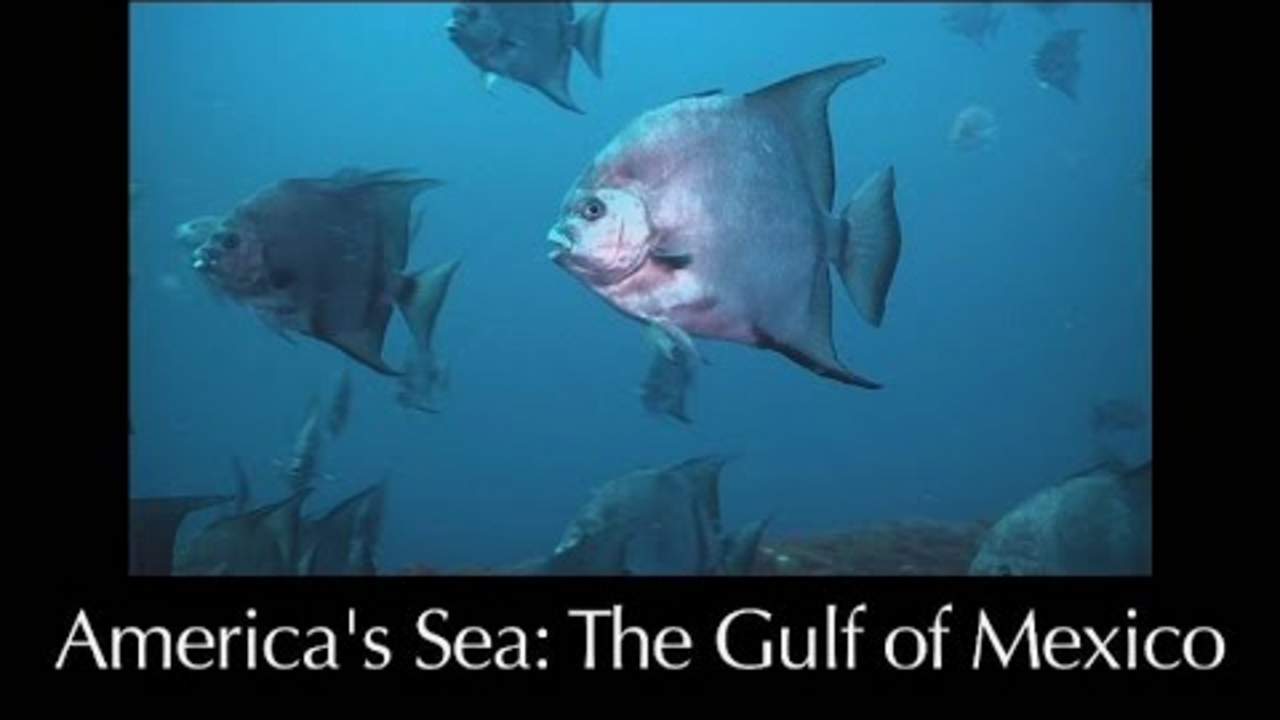 Oceans: Gulf of Mexico – Lesson 12