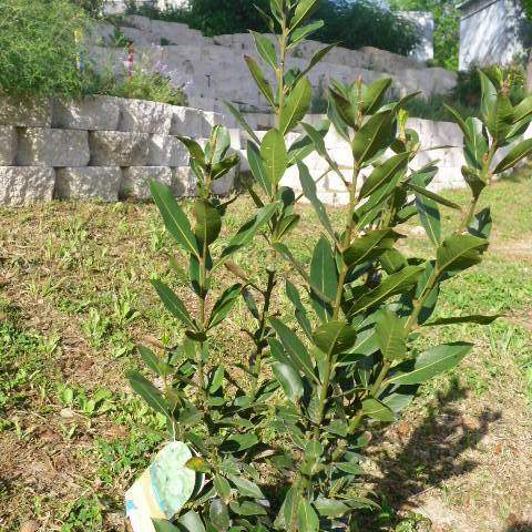 Laurus nobilis; Bay Leaf; Zen Garden