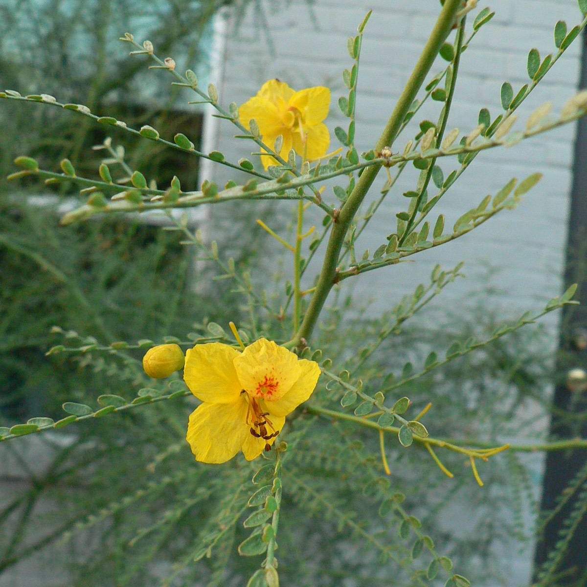 Parkinsonia aculeata; Palo Verde; Zen Garden