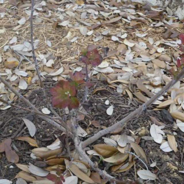 Cotinus coggygria 'Royal Purple'; Purple Smoketree; Zen Garden
