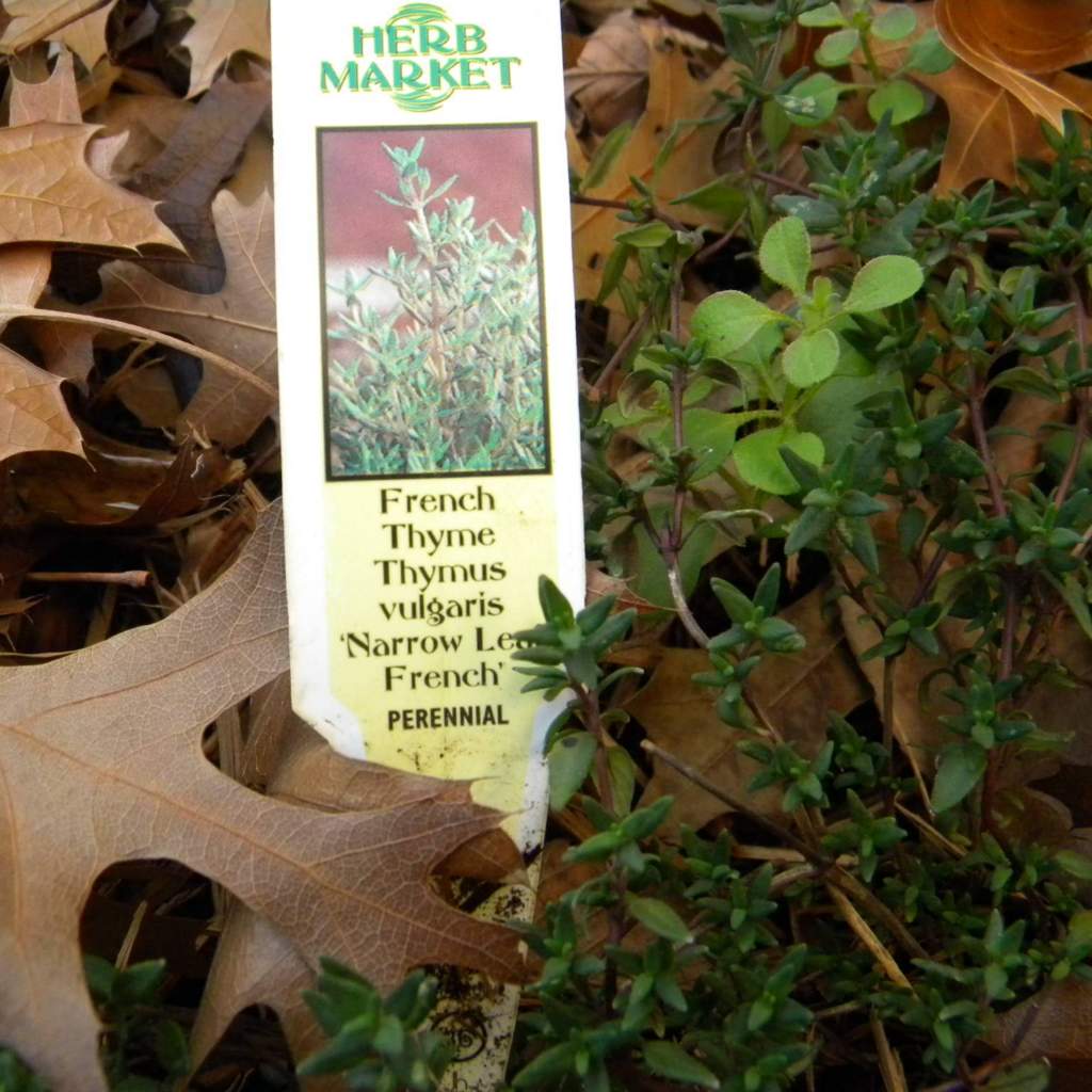 Thymus vulgaris; French Thyme; Herb Garden
