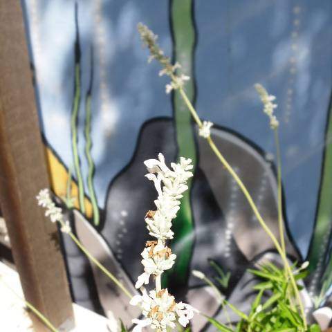 Salvia farinacea; Mealy Sage; Butterfly Garden