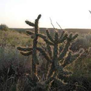 Cactus picutre
