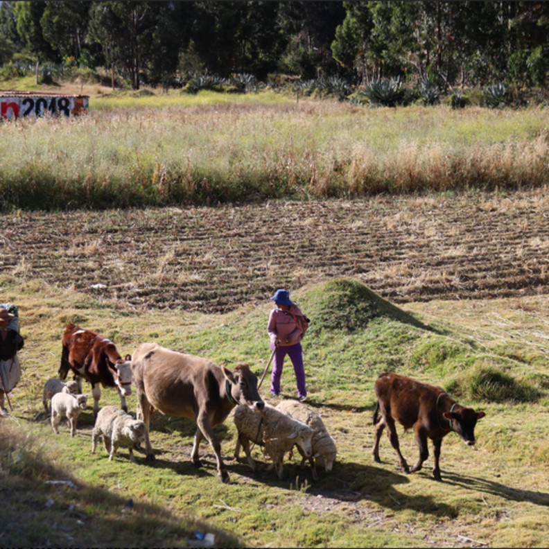 livestock herder in Peru
