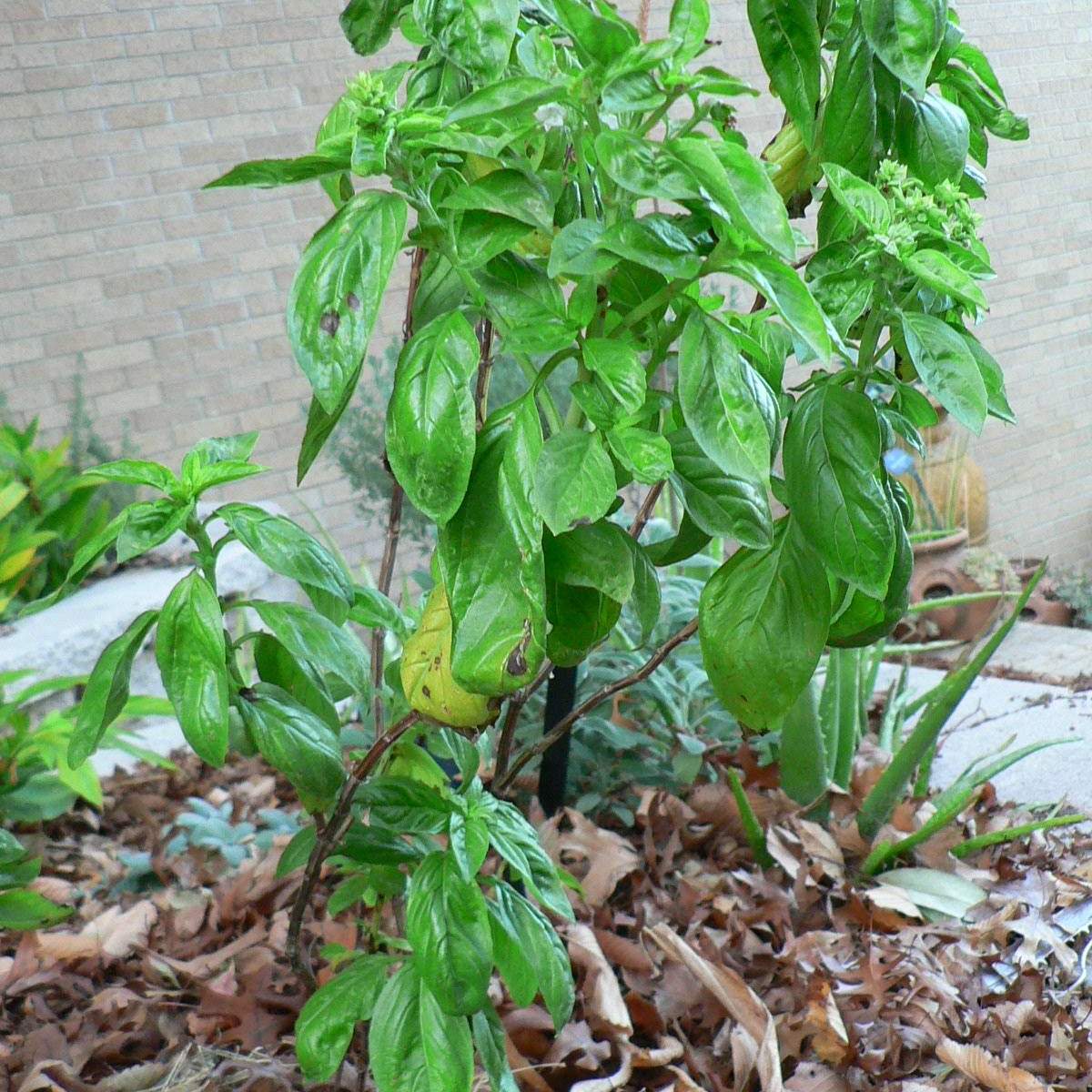 Ocimum basilicum; Basil; Herb Garden