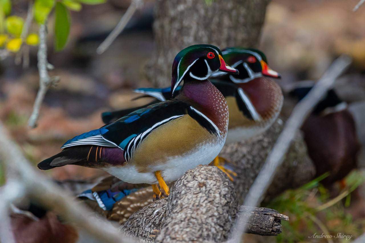 Two colorful wood ducks facing to the right perched on a tree.