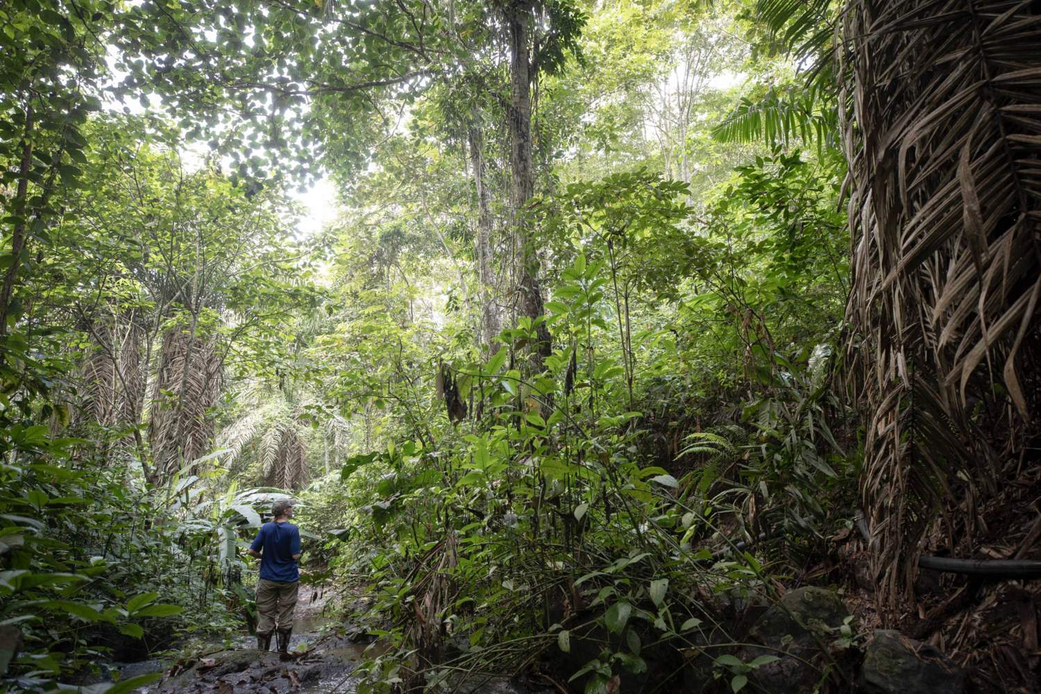 a student walks down a trail in the lush rainforest