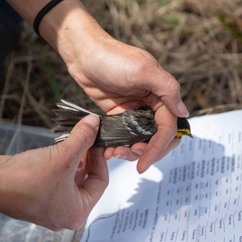 Rebekah Rylander measuring the golden-cheeked warbler